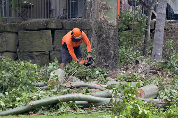 Trusted Collinsville, AL Tree Service Experts